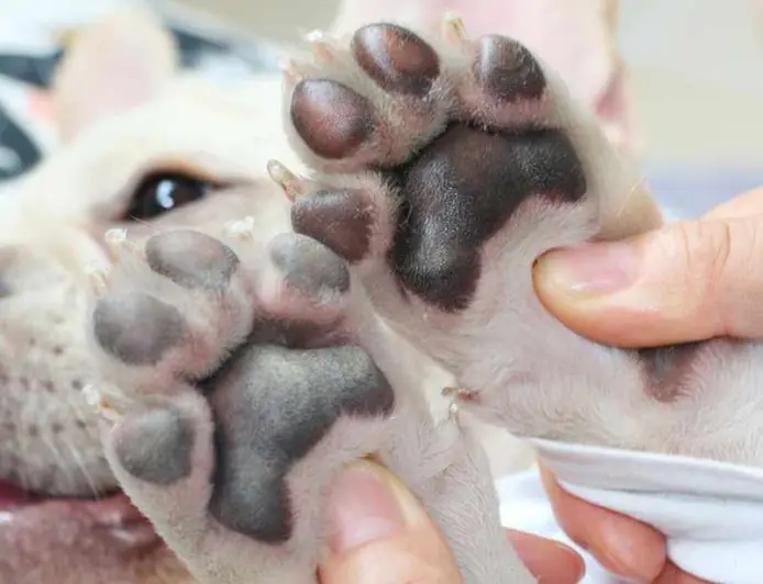 Preduzimanje Koraka za Zdrave Šape: Vodič za Zdravlje Pasa